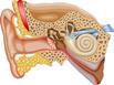 anatomical ear