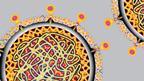 Hep C illustration