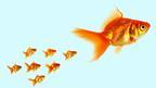 Big fish leading little fish