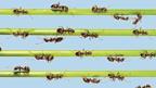 Ants walking in lines along blades of grass