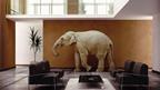 Elephant in the room