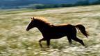 Running horse