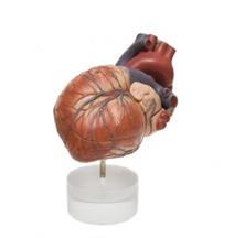 A heart model for anatomy learning