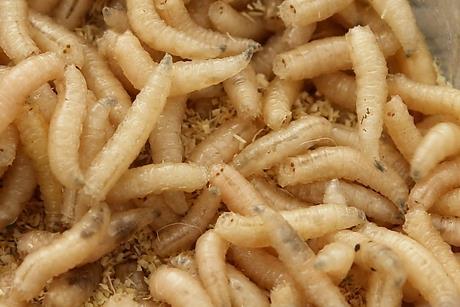 1203977_Maggots.jpg
