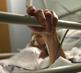 Hospital bed