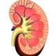 Kidney profiles published