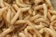 Maggots