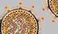 Hep C illustration