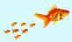 Big fish leading little fish