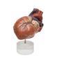 Heart model anatomy