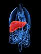Liver x-ray for organ donation