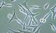 Prostate cancer cells