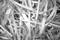 shredded paper